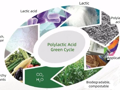 Polylactic Acid Cycle